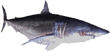 Mako