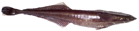 Sharksucker