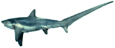 Thresher